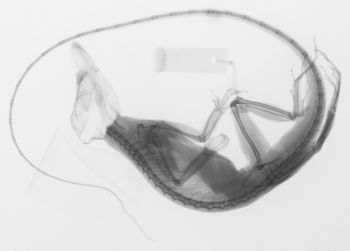 Media type: image; Herpetology R-79655
